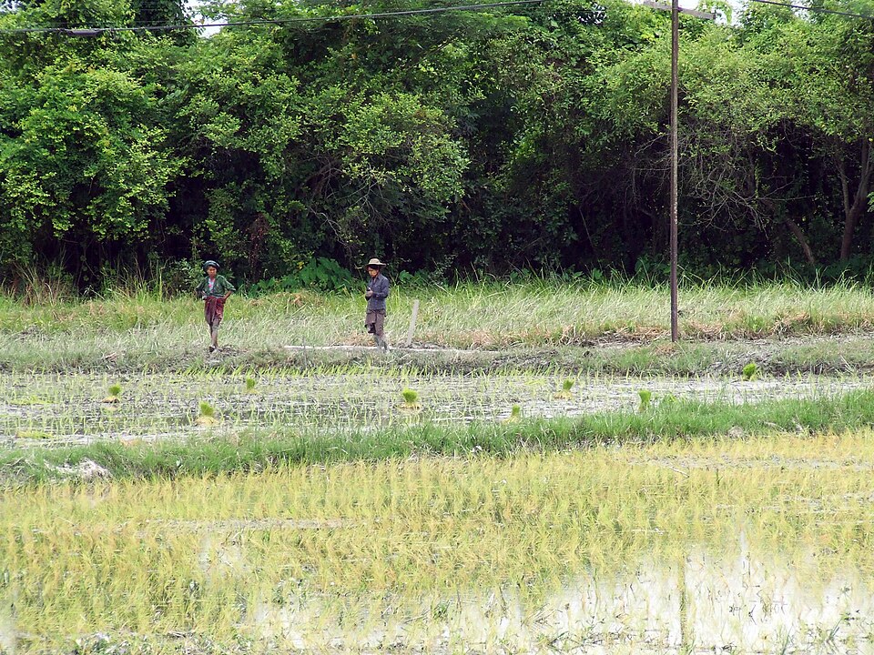 Nông dân kiểm tra ruộng lúa và hệ thống tưới tại vùng khô hạn miền Trung Myanmar
