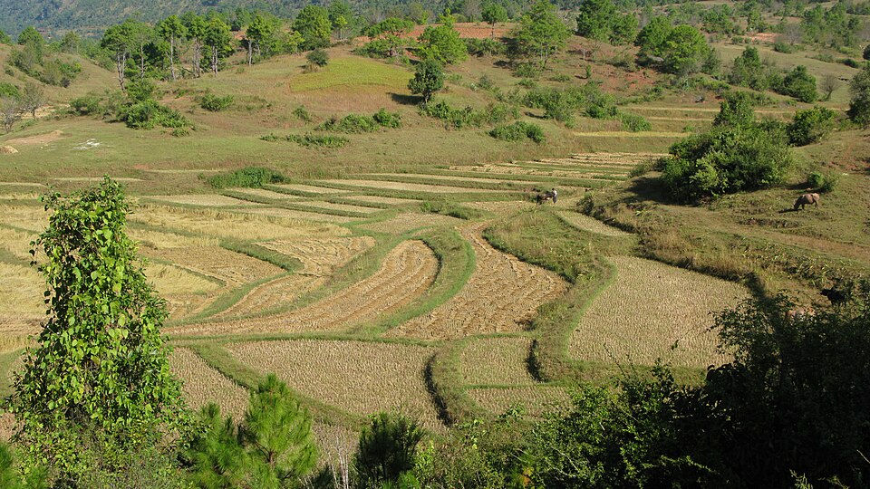 Nông dân Myanmar sử dụng thiết bị cảm biến trên cánh đồng lúa trong mô hình nông nghiệp thông minh